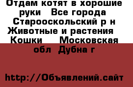 Отдам котят в хорошие руки - Все города, Старооскольский р-н Животные и растения » Кошки   . Московская обл.,Дубна г.